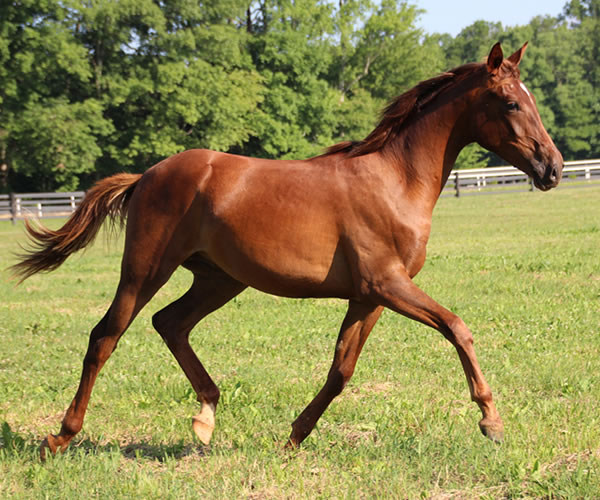 Kissamyasraa 2014 colt (Asraa Min Albarq x Later Ala Gatour) bred by Cre Run