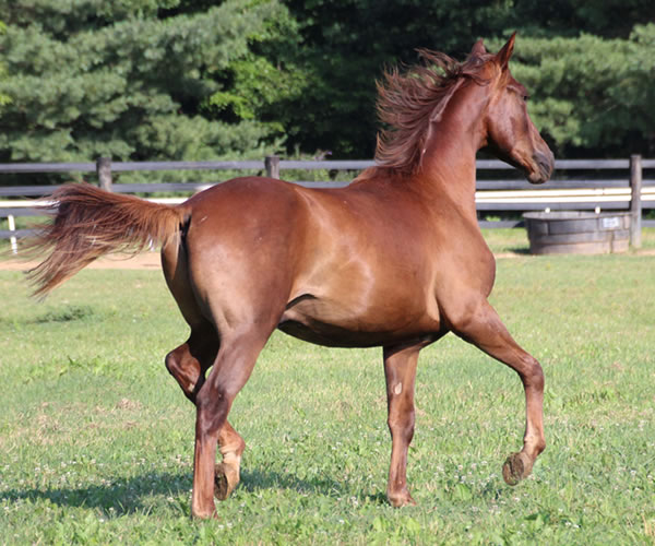 Kissamyasraa 2014 colt (Asraa Min Albarq x Later Ala Gatour) bred by Cre Run