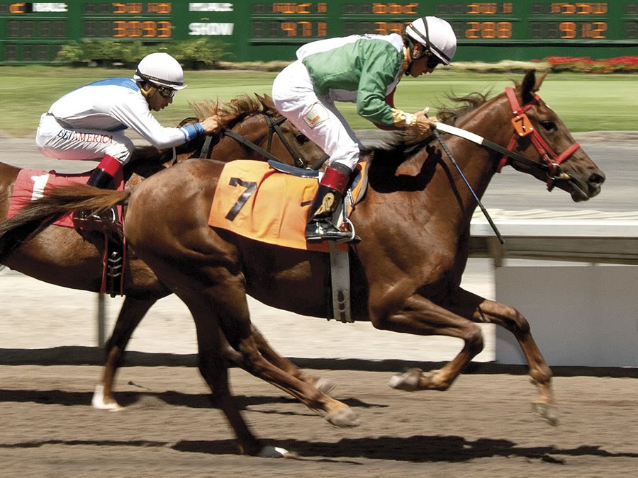 Kissamyasraa, bred by Cre Run, photo by Vassar