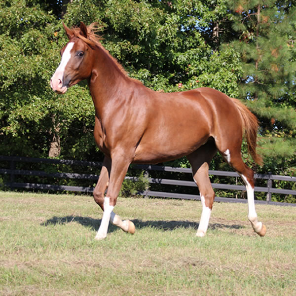 MadjicAll, filly Madjani x Tu For All 