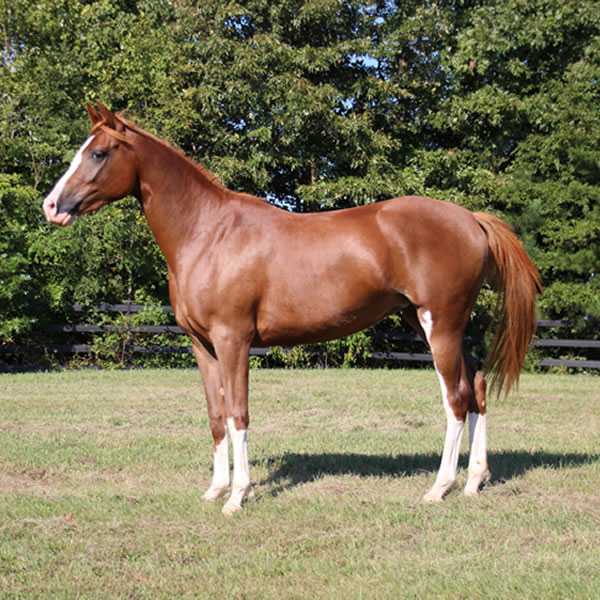 MadjicAll, filly Madjani x Tu For All 