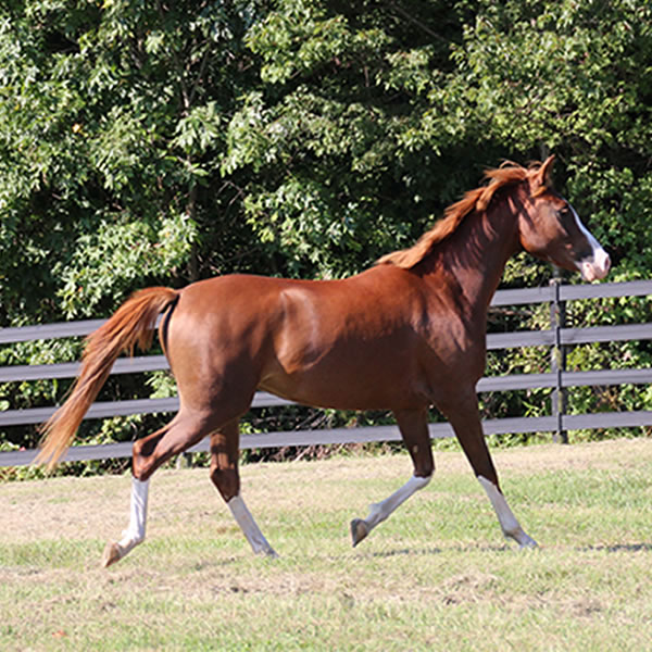 MadjicAll, filly Madjani x Tu For All 