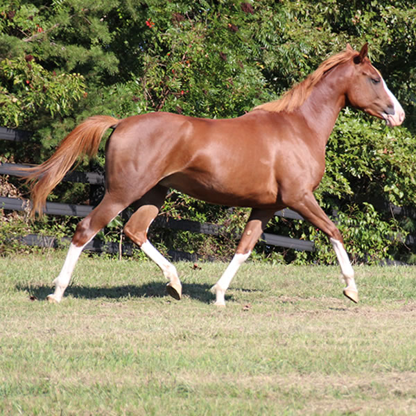 MadjicAll, filly Madjani x Tu For All 