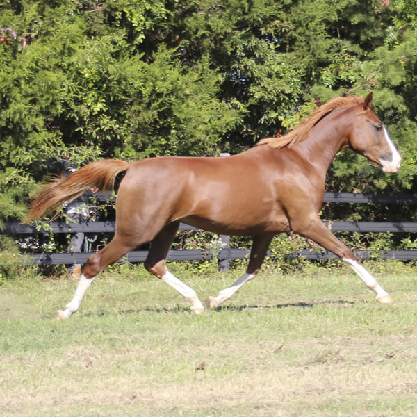 MadjicAll, filly Madjani x Tu For All 