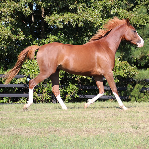 MadjicAll, filly Madjani x Tu For All 