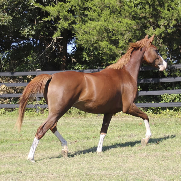 MadjicAll, filly Madjani x Tu For All 