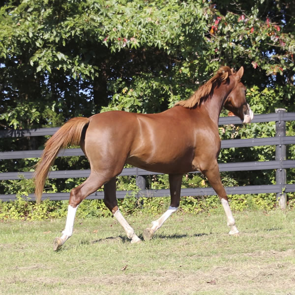 MadjicAll, filly Madjani x Tu For All 