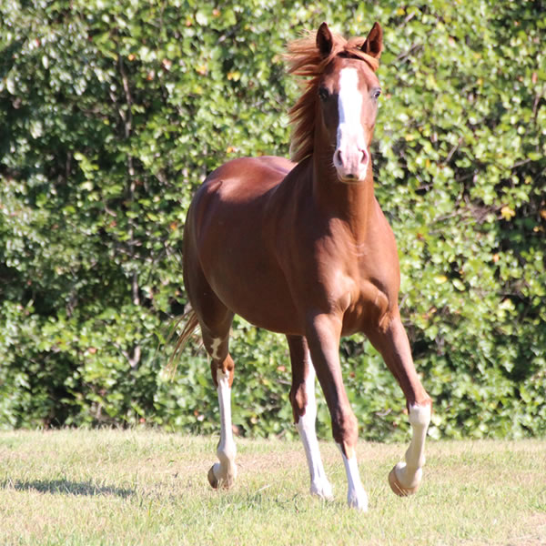 MadjicAll, filly Madjani x Tu For All 