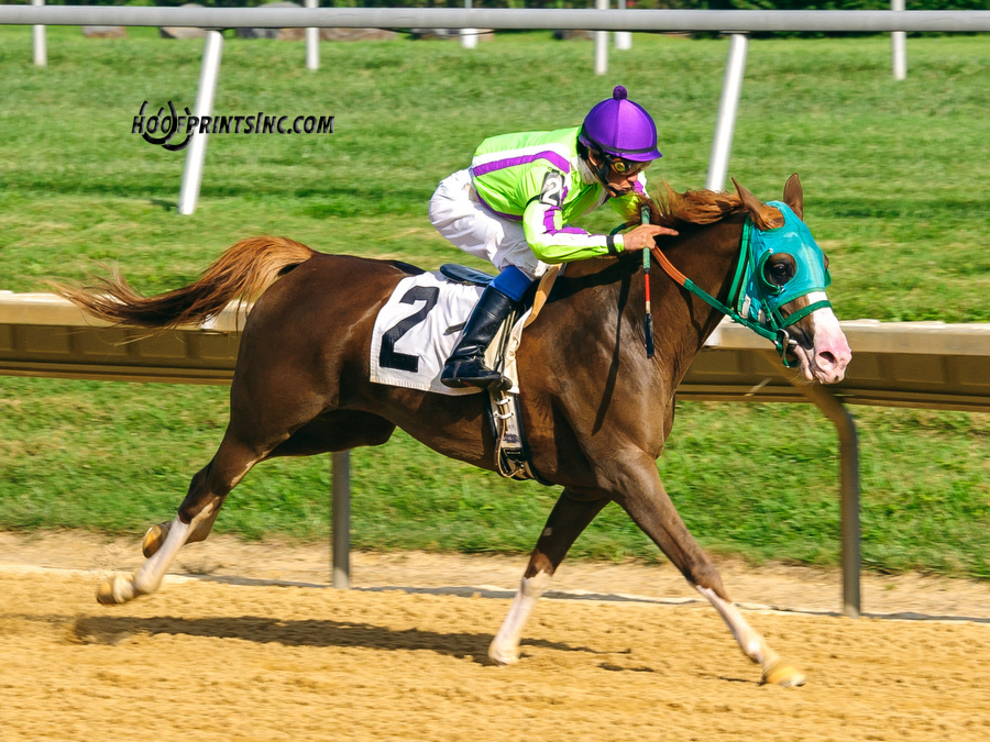 Madgicall Arabian Mare