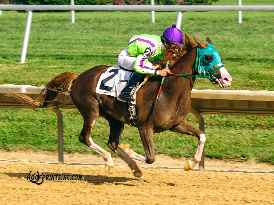 Madgicall Arabian Mare