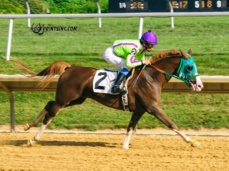 Madgicall Arabian Mare