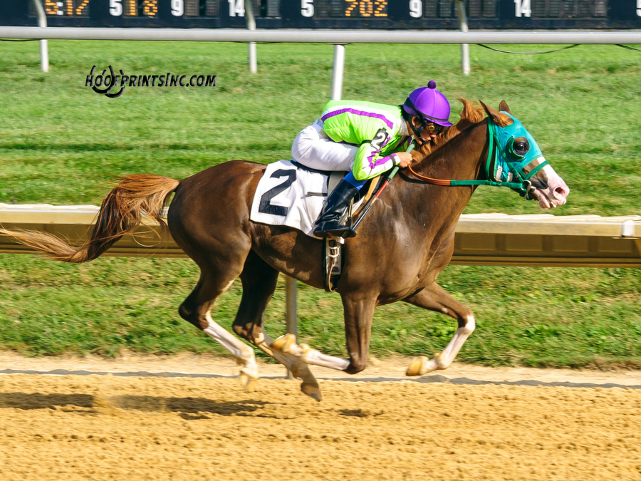 Madgicall Arabian Mare