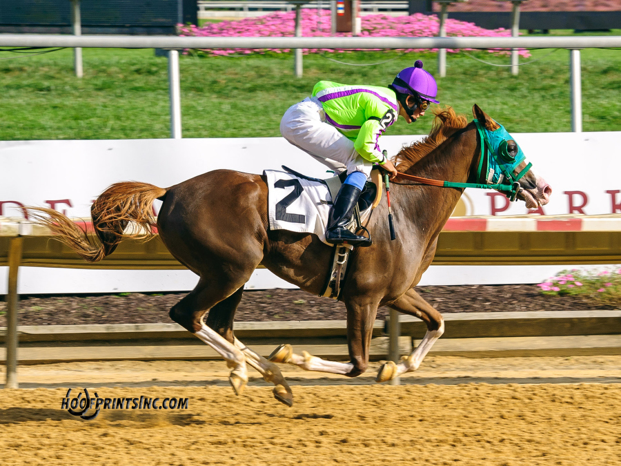 Madgicall Arabian Mare