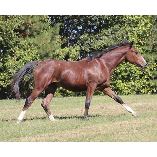 Madjikman, by Madjani