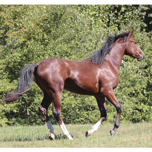 Madjikman, by Madjani