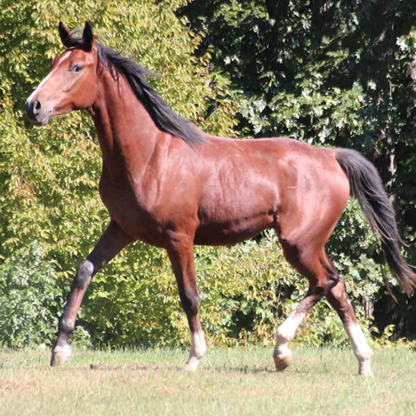 Madjikman, by Madjani