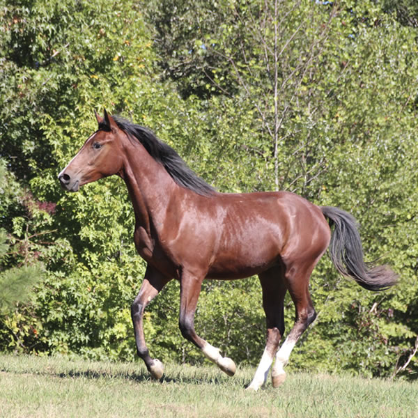 Madjikman, by Madjani