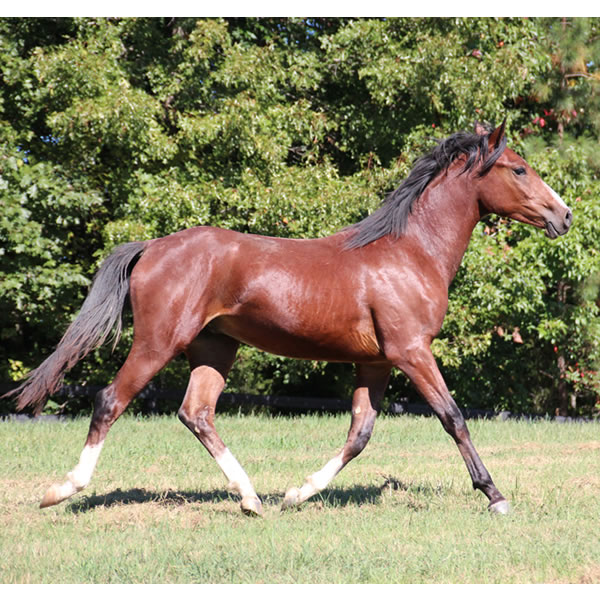 Madjikman, by Madjani