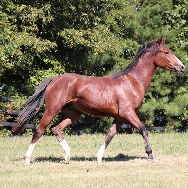 Madjikman, by Madjani