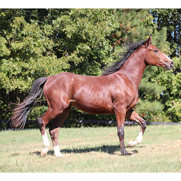 Madjikman, by Madjani