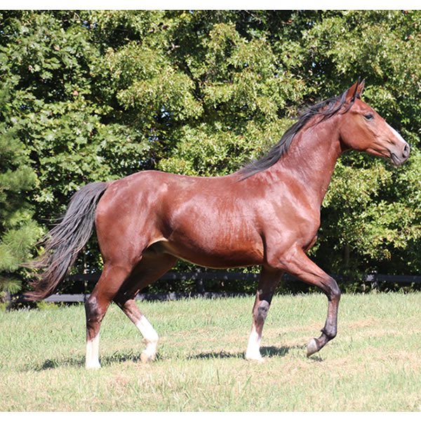 Madjikman, by Madjani