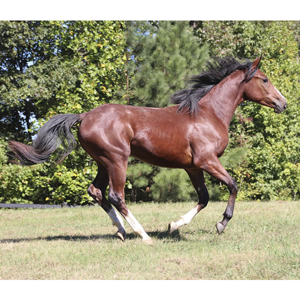 Madjikman, by Madjani