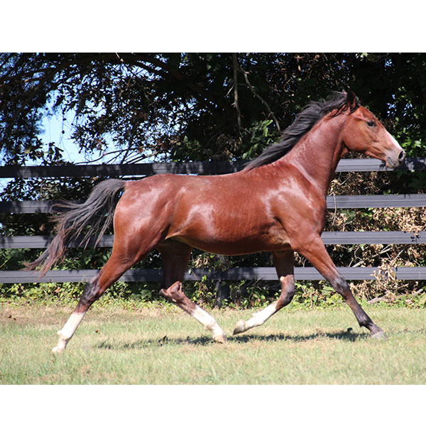 Madjikman, by Madjani