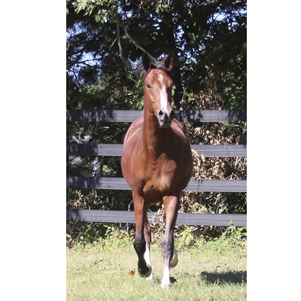 Madjikman, by Madjani