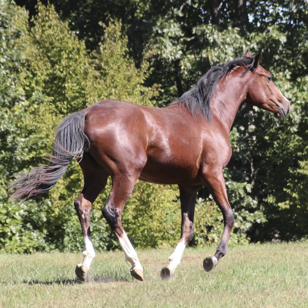 Madjikman, by Madjani