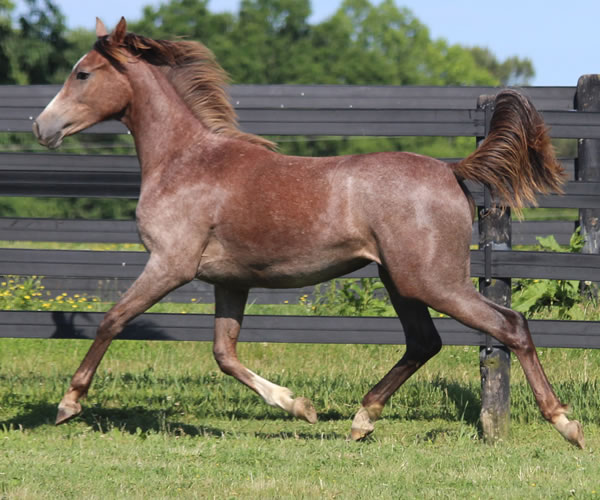 Pacific Winds, 2014 filly (Dahess X A Second Wind) bred by Cre Run