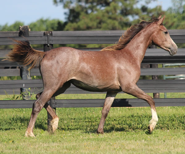 Pacific Winds, 2014 filly (Dahess X A Second Wind) bred by Cre Run