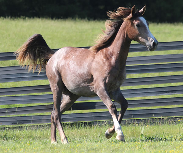 Pacific Winds, 2014 filly (Dahess X A Second Wind) bred by Cre Run