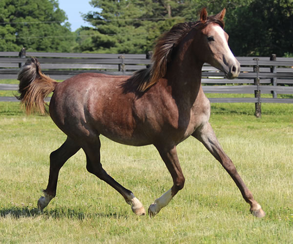 Pacific Winds, 2014 filly (Dahess X A Second Wind) bred by Cre Run