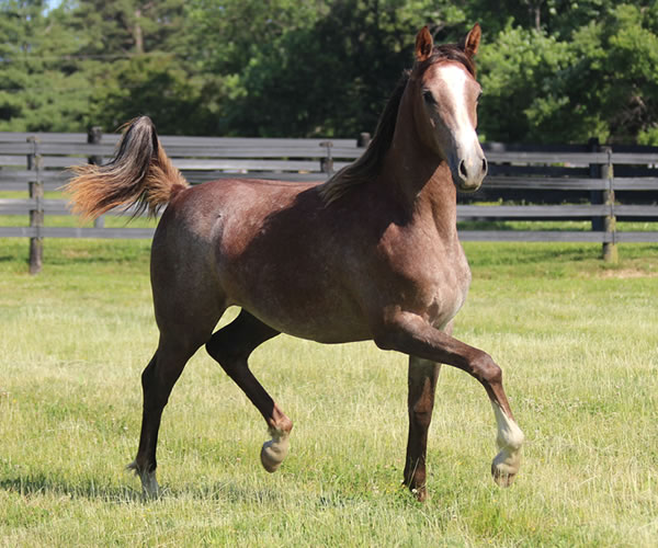 Pacific Winds, 2014 filly (Dahess X A Second Wind) bred by Cre Run