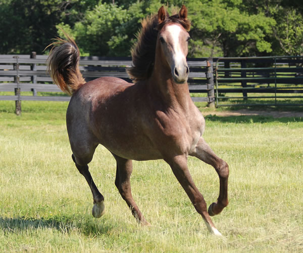 Pacific Winds, 2014 filly (Dahess X A Second Wind) bred by Cre Run