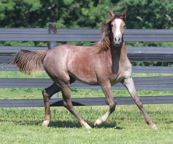 Pacific Winds, 2014 filly (Dahess X A Second Wind) bred by Cre Run