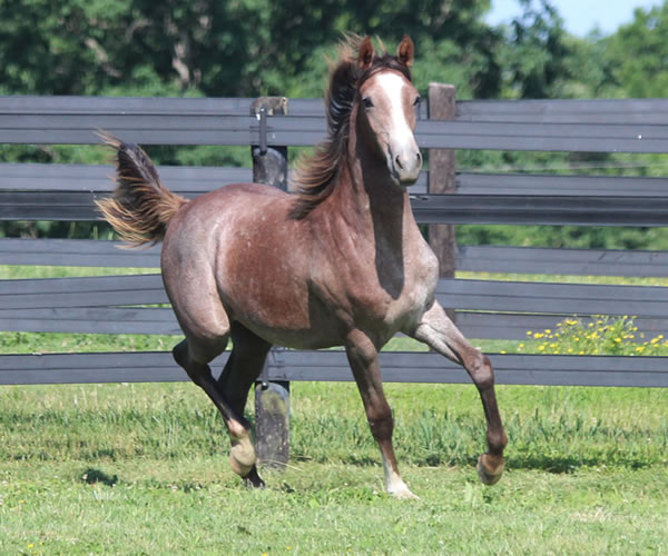 Pacific Winds, 2014 filly (Dahess X A Second Wind) bred by Cre Run