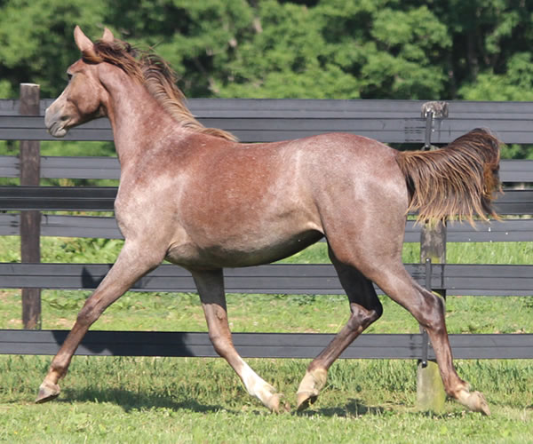 Pacific Winds, 2014 filly (Dahess X A Second Wind) bred by Cre Run