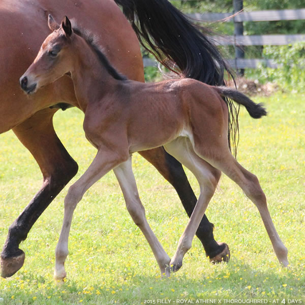 2015 Filly - Thoroughbred x Royal Athene - Cre Run Farm