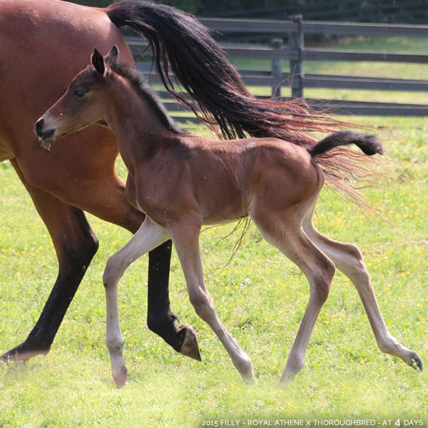 2015 Filly - Thoroughbred x Royal Athene - Cre Run Farm