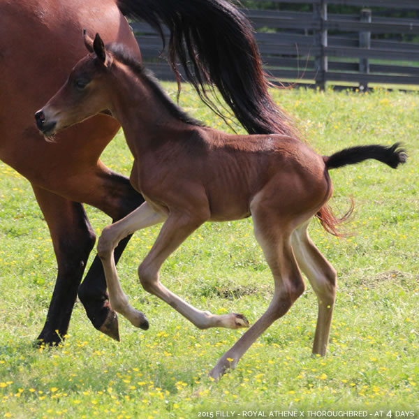 2015 Filly - Thoroughbred x Royal Athene - Cre Run Farm