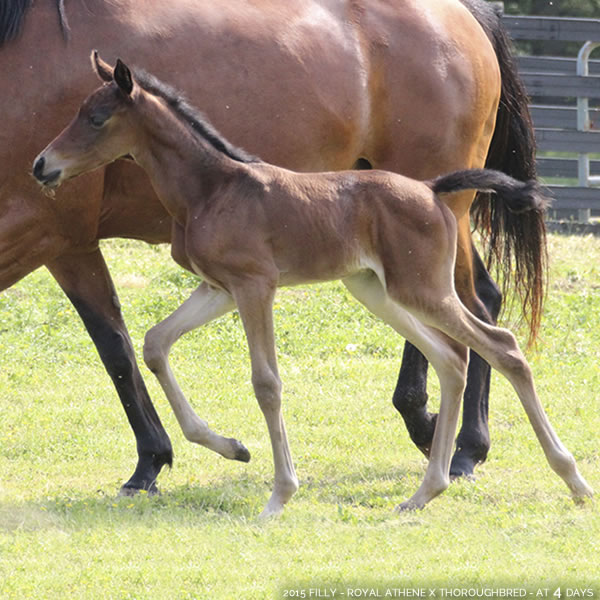 2015 Filly - Thoroughbred x Royal Athene - Cre Run Farm