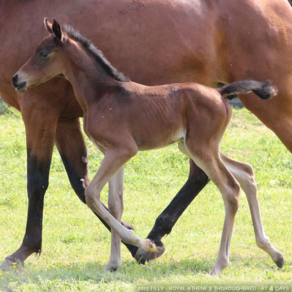 2015 Filly - Thoroughbred x Royal Athene - Cre Run Farm