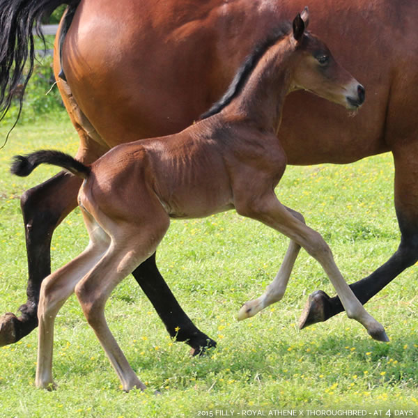 2015 Filly - Thoroughbred x Royal Athene - Cre Run Farm