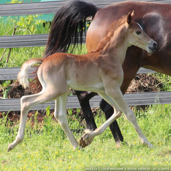 2015 Colt - Our Machine x Royal Heiress - Cre Run Farm