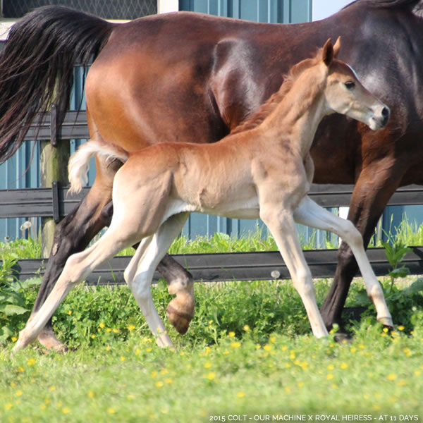 2015 Colt - Our Machine x Royal Heiress - Cre Run Farm