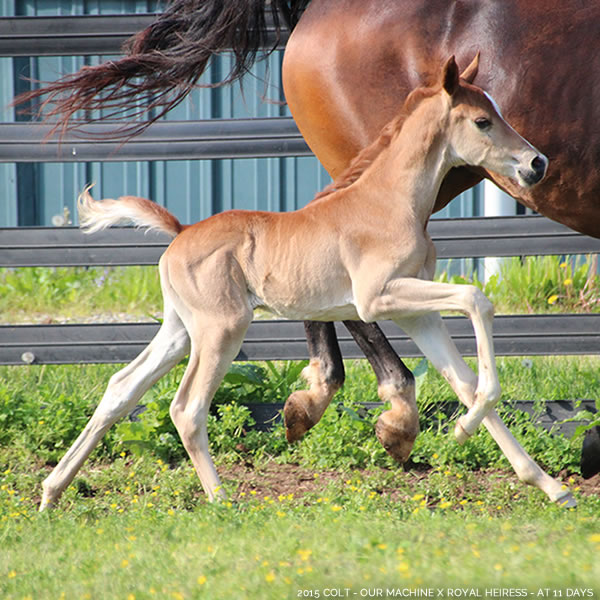 2015 Colt - Our Machine x Royal Heiress - Cre Run Farm