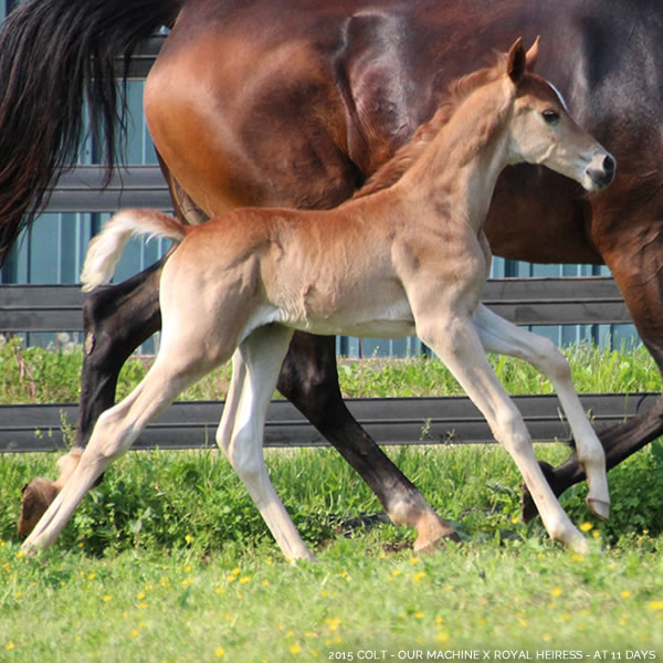 2015 Colt - Our Machine x Royal Heiress - Cre Run Farm