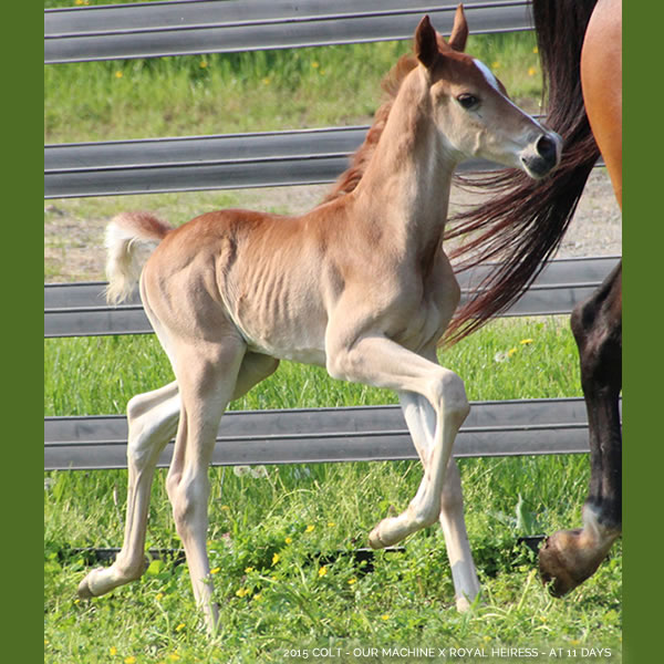 2015 Colt - Our Machine x Royal Heiress - Cre Run Farm