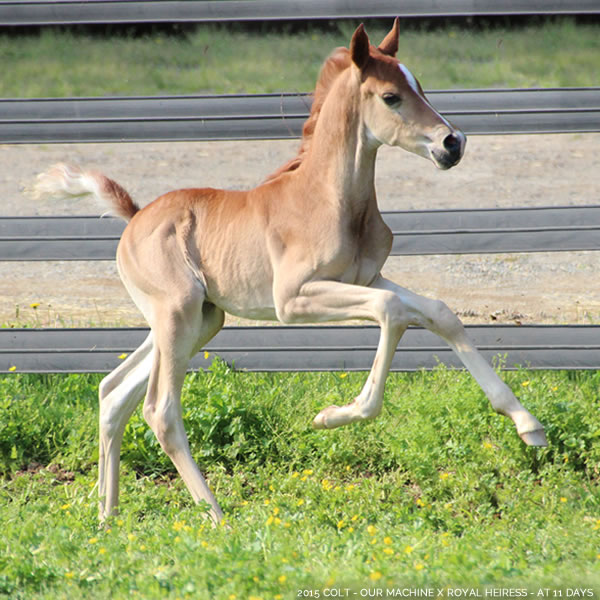 2015 Colt - Our Machine x Royal Heiress - Cre Run Farm